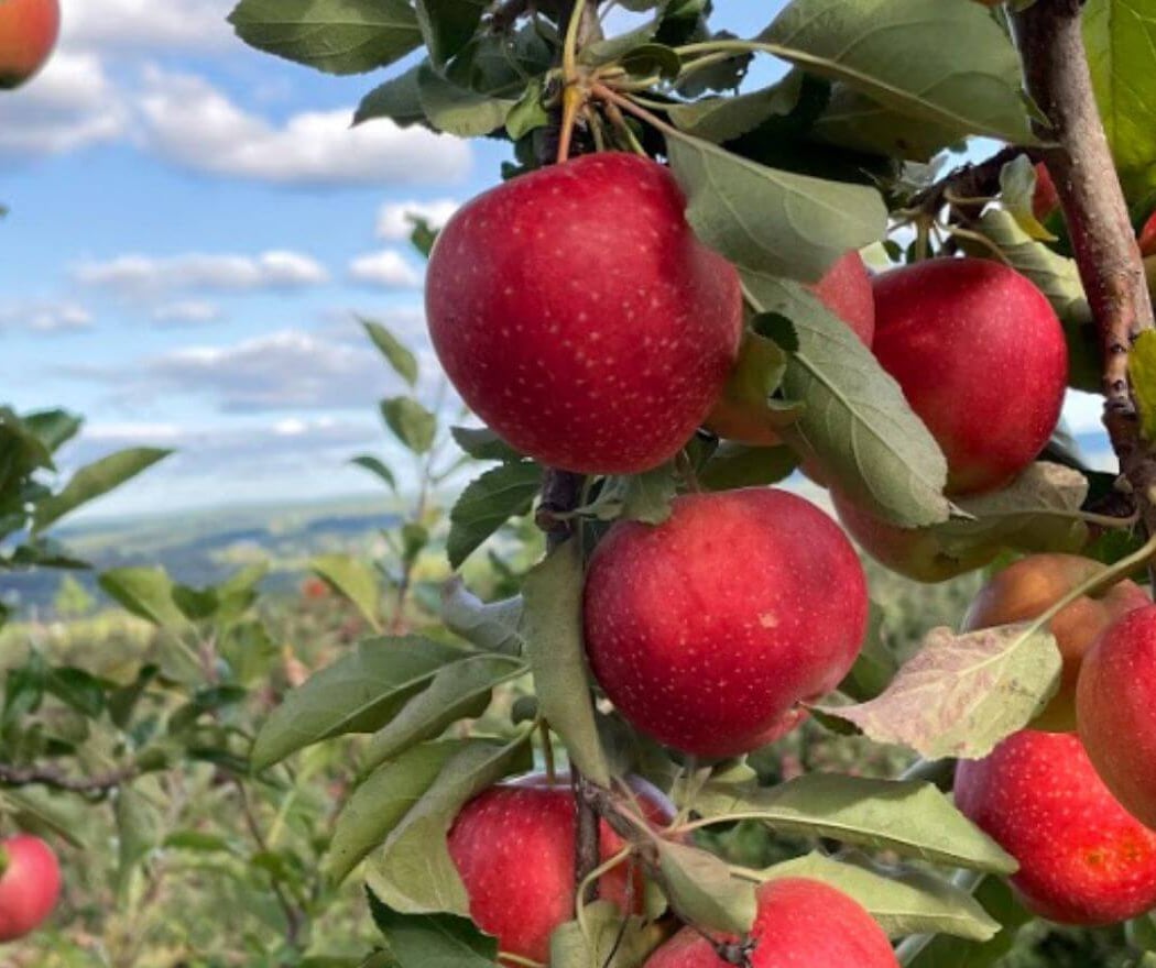 Lyman Orchards 2